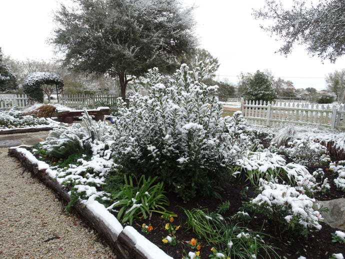 Snow