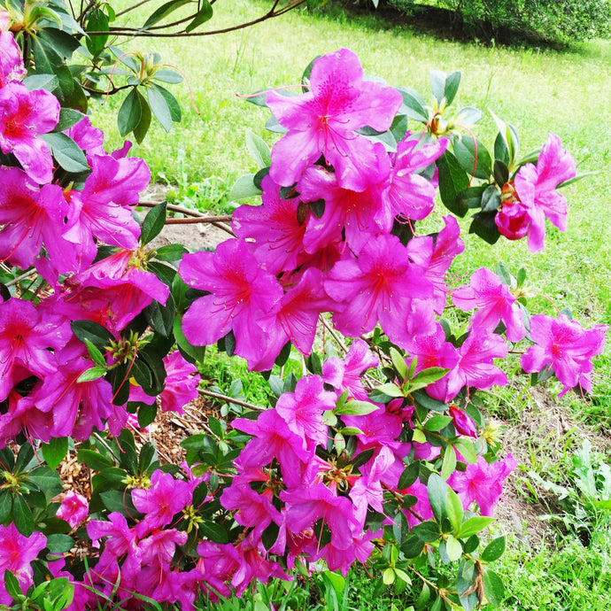Current State of Spring