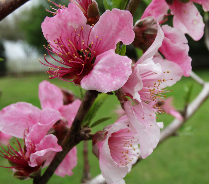 Spring Flowers