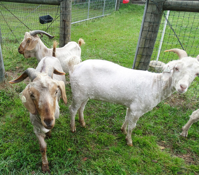 Successful Shearing