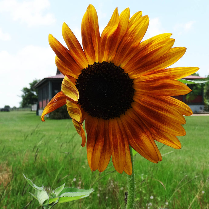 My Failed Wildflower Garden Rises