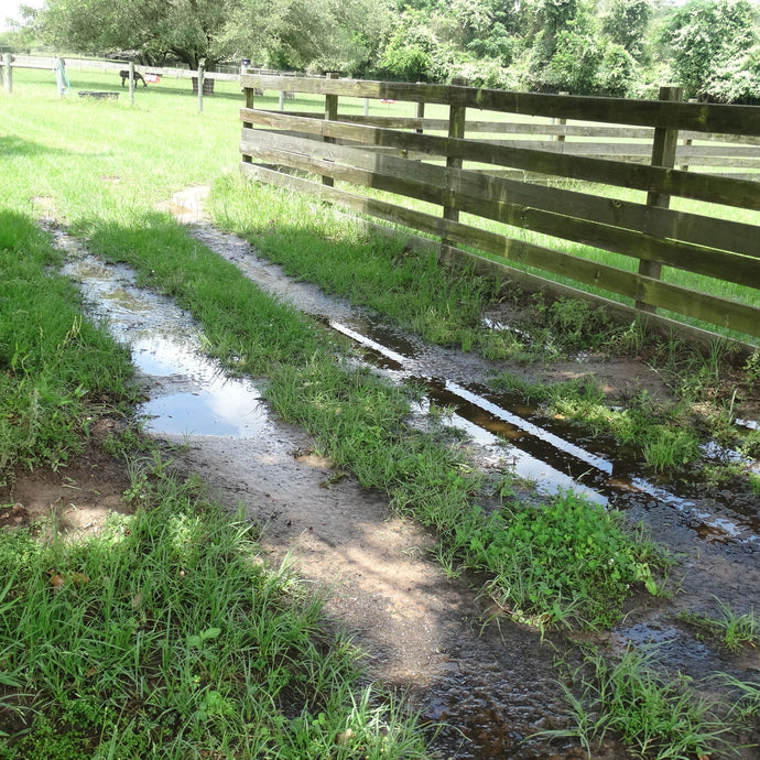 Standing Water