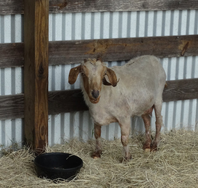 Goat Update