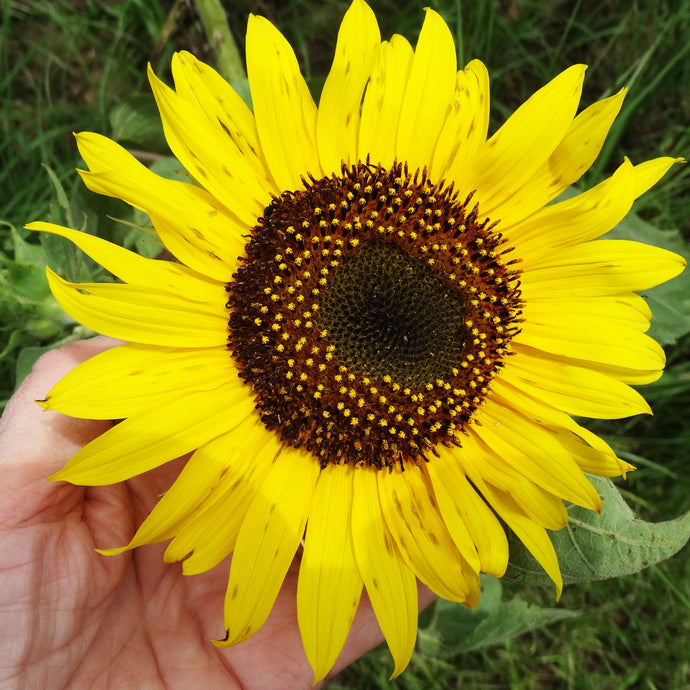Sunflowers
