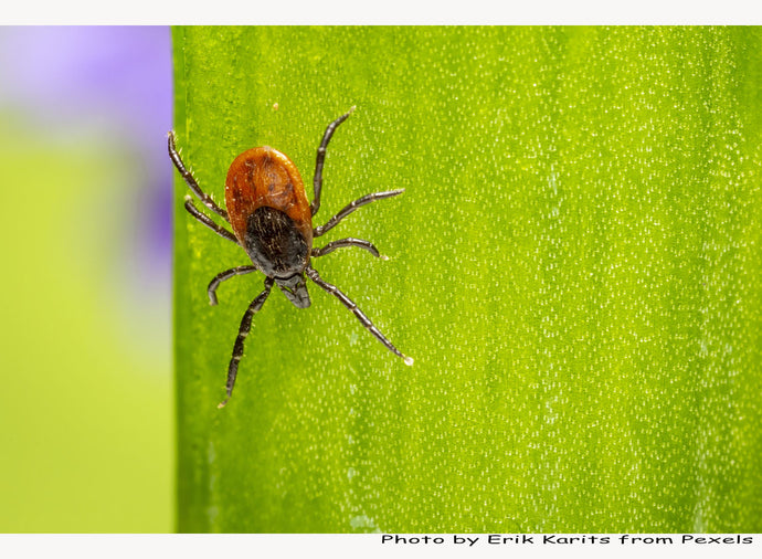 Ticks