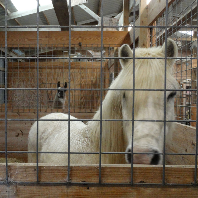 In the Barn