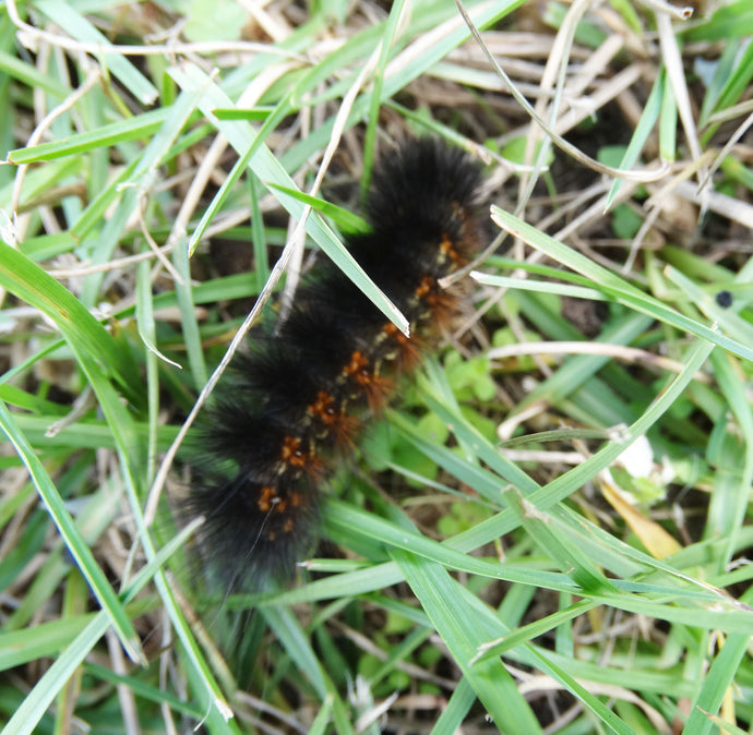 Invasion of the Woolly Bears